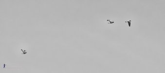 flightbw-1.jpg