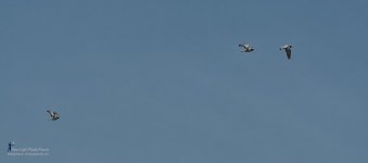 flight-1.jpg