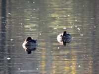 DSCN9581.jpg