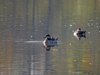 DSCN9585a.jpg