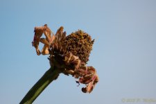 DSC_4959.jpg
