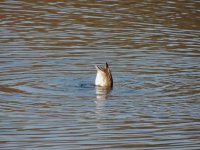 DSCN9687.jpg