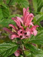 pink_flower.jpg