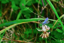 Blue Butterfly.jpg