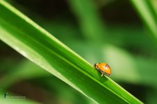 ladybug-1.jpg