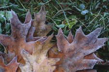 first frost 2013.jpg