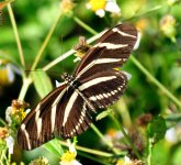 butterfly_06.jpg