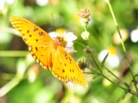 butterfly_03.jpg