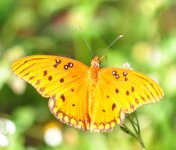 butterfly_04.jpg