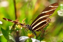 butterfly_05.jpg