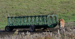 301 Brown Cow-131029_01.jpg