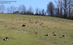 301 Cows-131029_01.jpg