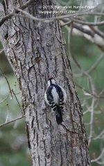 301 Downy Woodpecker-131029-02_01.jpg