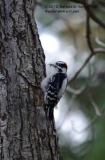 301 Downy Woodpecker-131029-05_01.jpg