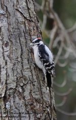 301 Downy Woodpecker-131029-06_01.jpg