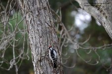 301 Downy Woodpecker-131029-07_01.jpg