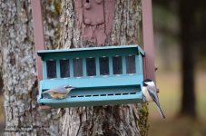 301 Nuthatch & Chickadee-131029_01.jpg