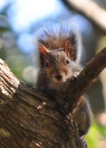 squirrel_01.jpg squirrel_01.jpg