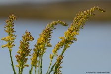 DSC_8177.jpg