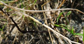 dragonfly-1.jpg