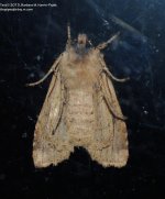 302 Moth-131030_01.jpg