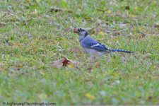 DSC_8193.jpg