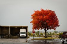 UrbanAutumn5.jpg