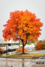 UrbanAutumn6.jpg