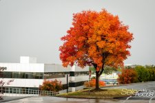 UrbanAutumn7.jpg