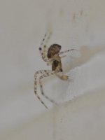 Spider2.jpg