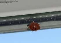 303 Ladybug-131101_01.jpg