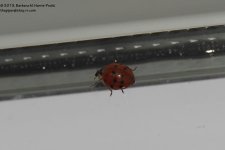 303 Ladybug-131101_3.jpg