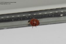 303 Ladybug-131101_2.jpg