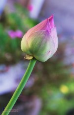 lotusbud-1.jpg