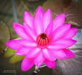 lotuspondkl-1.jpg