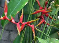 heliconia.JPG