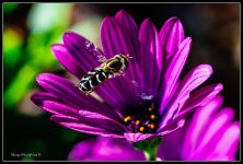 Day307Bee.jpg