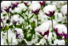 Day308Flowers1.jpg