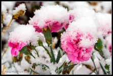 Day308Flowers2.jpg