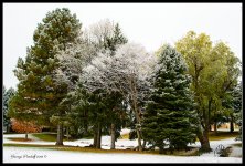 Day308Trees.jpg