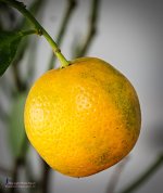 orangekl-1.jpg