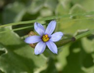 blue_eyed_grass.jpg