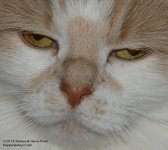 306 Creature-131104_01.jpg