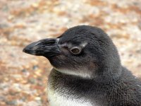 DSCN9923.jpg