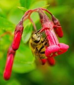 bee2.jpg
