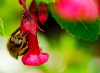 bee1.jpg