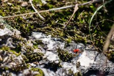 NaturalFalls-49.jpg