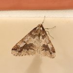 Moth.jpg