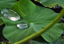 drops-1.jpg