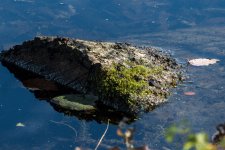 DSC_5130.jpg